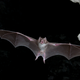 Illustration for article titled Why Are Bats So Good at Spreading Disease?
